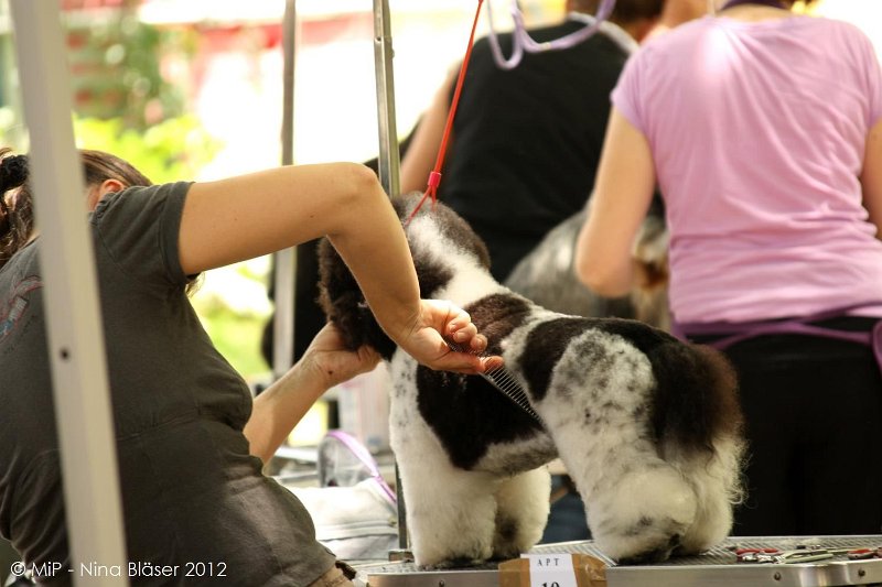 2012-07-01 B & B - Bedlington & Bichon Fun Day (10)_1500x1000.jpg